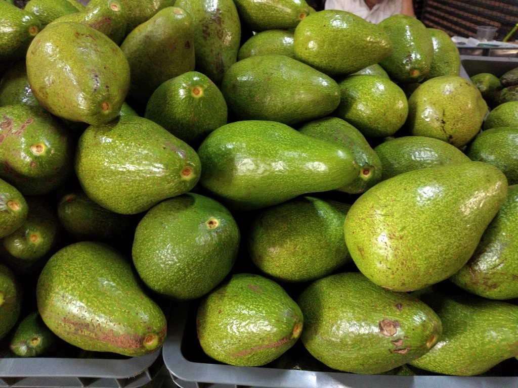 Aguacate criollo