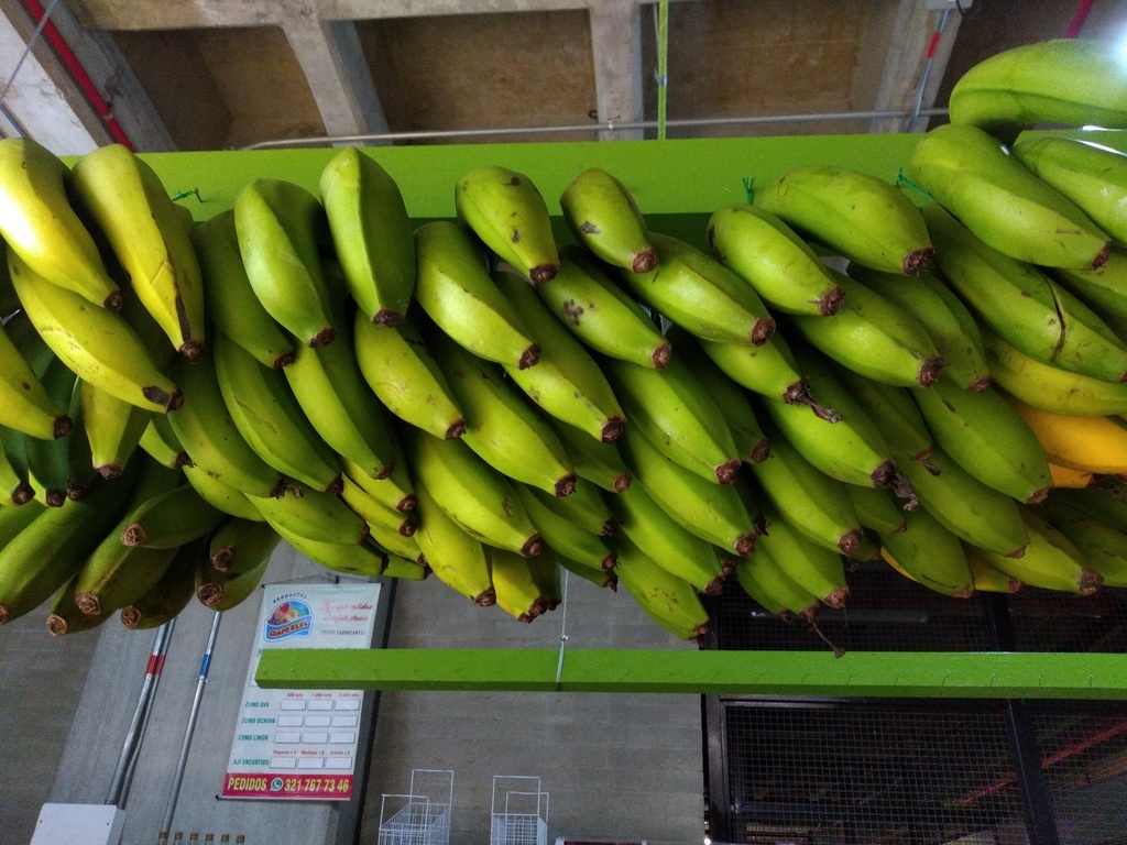 Banano criollo
