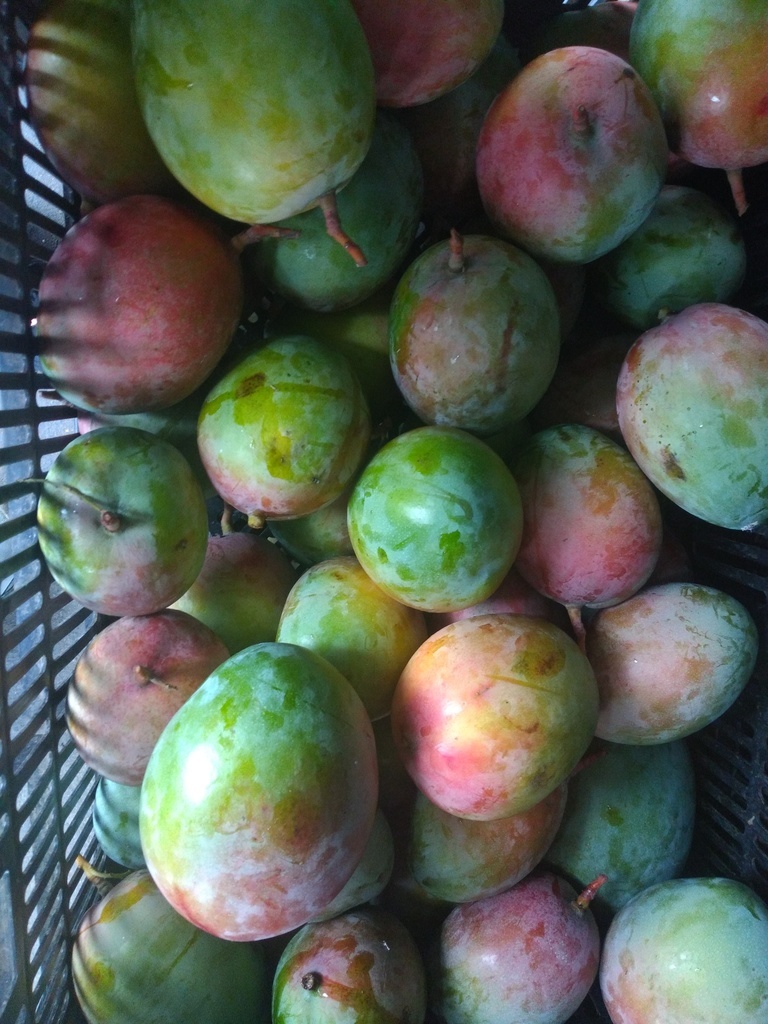 Mango keitt