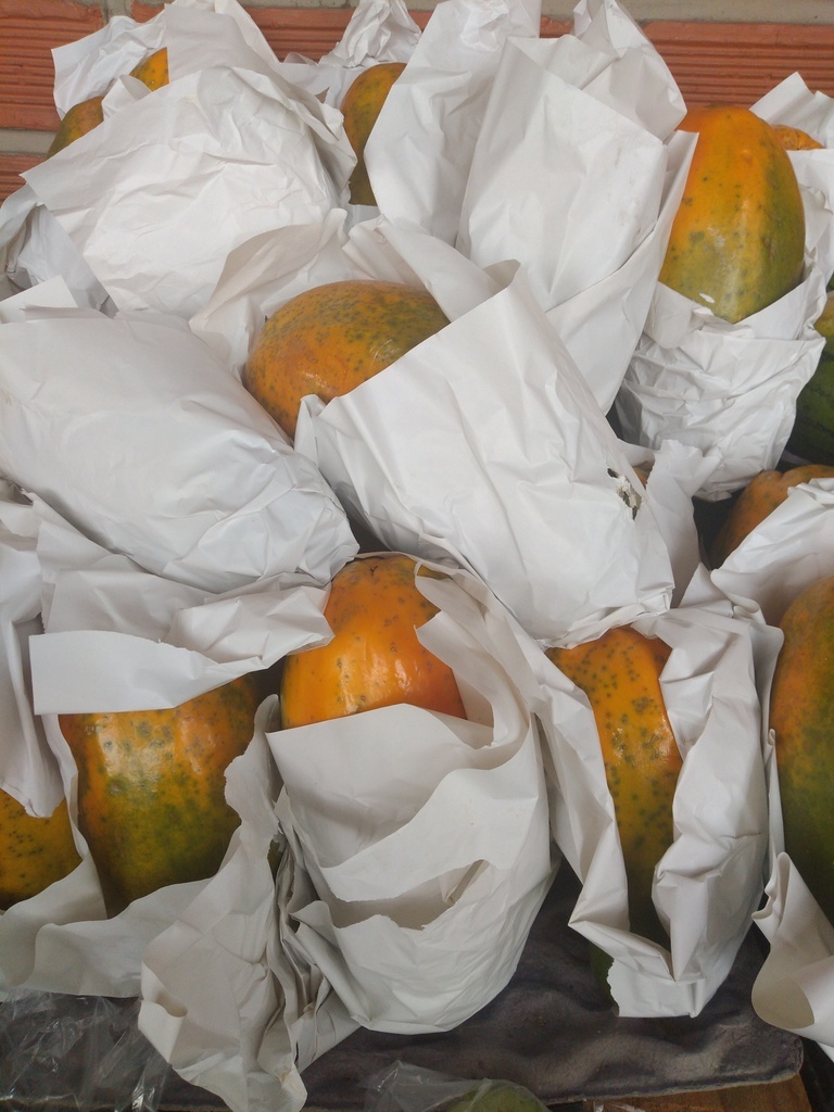 Papaya maradol