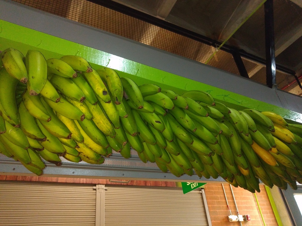 Banano criollo