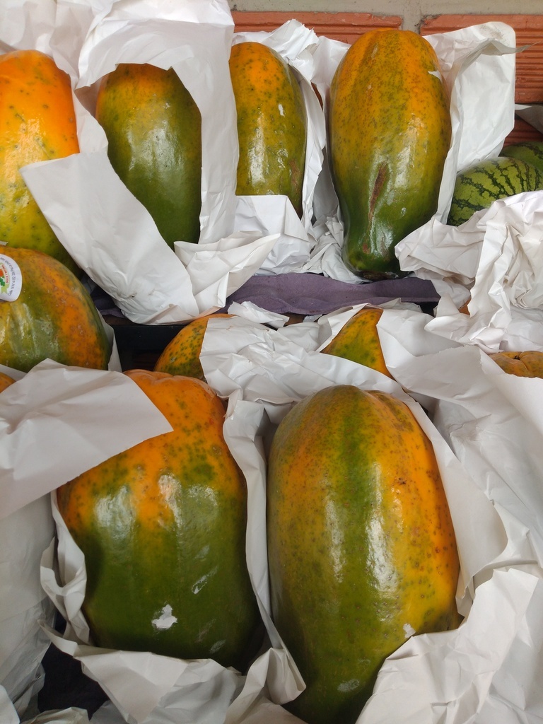 Papaya maradol