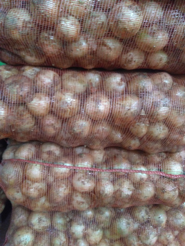 Cebolla blanca