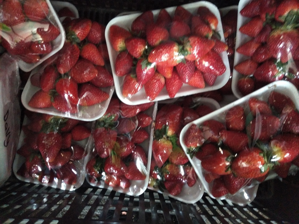 Fresa jumbo en bandeja