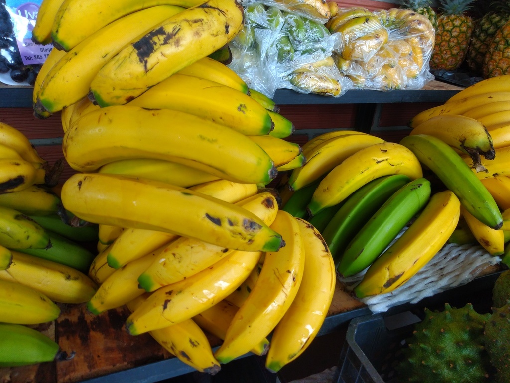 Banano criollo