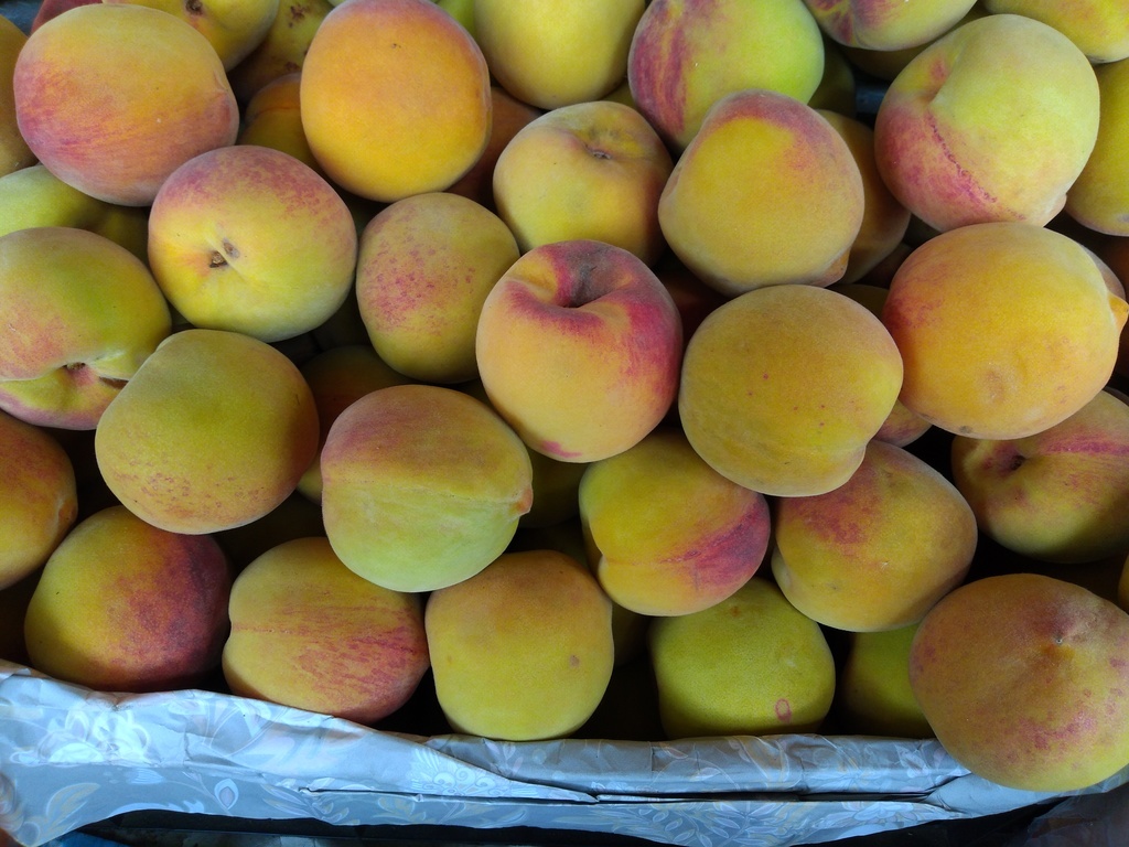 Durazno criollo