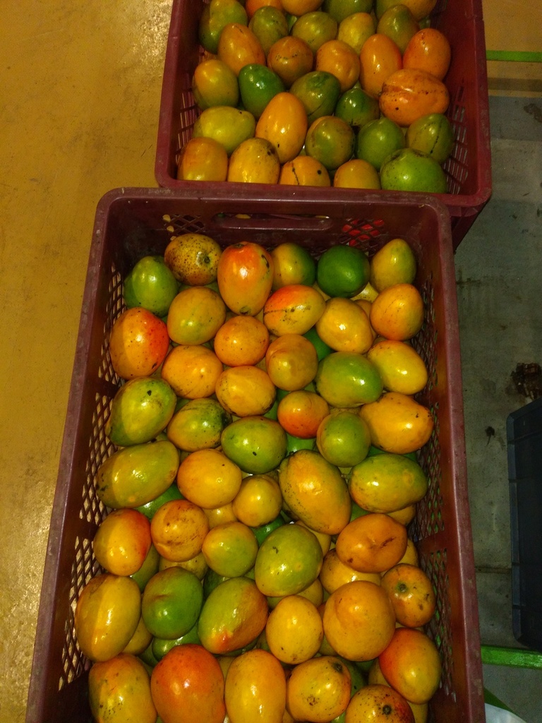 Mango criollo