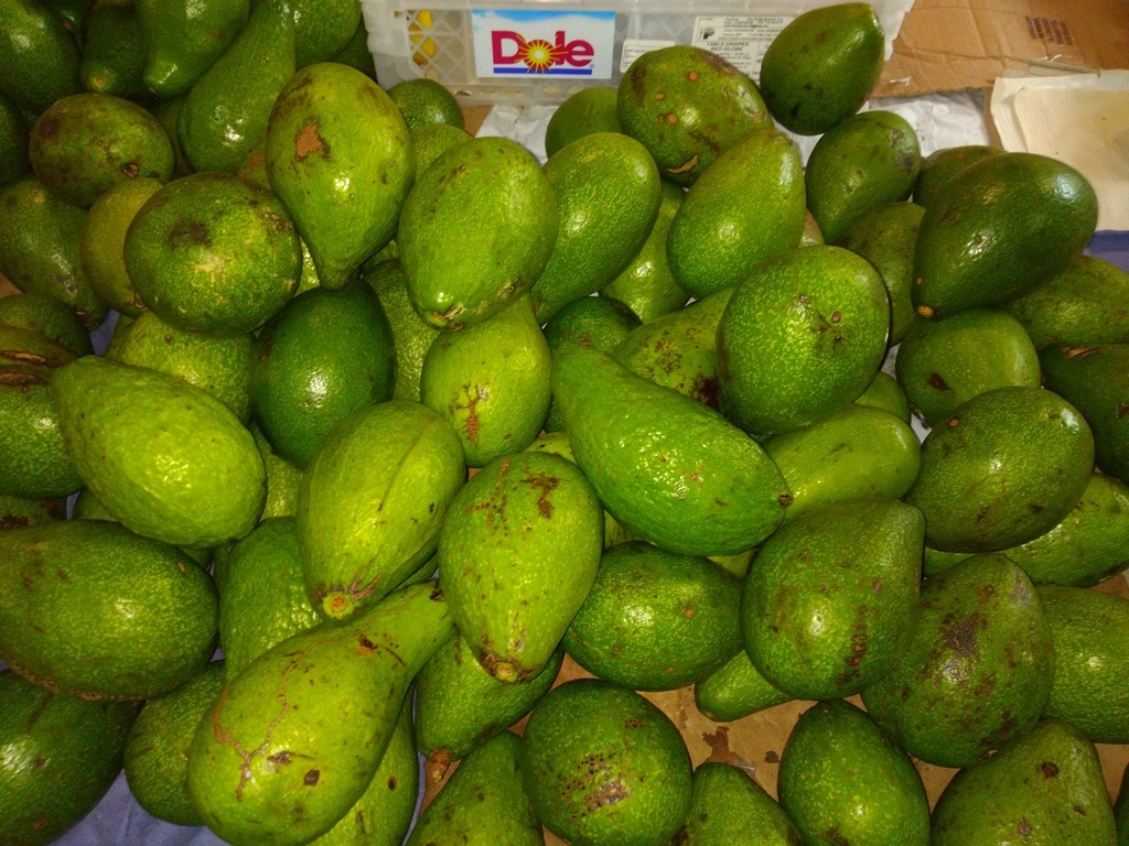 Aguacate criollo