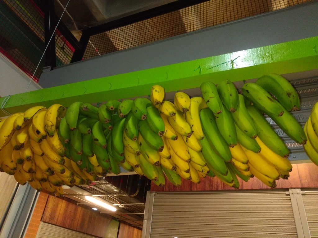 Banano criollo