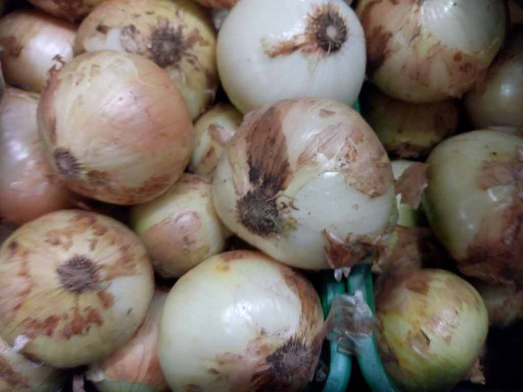 Cebolla cabezona
