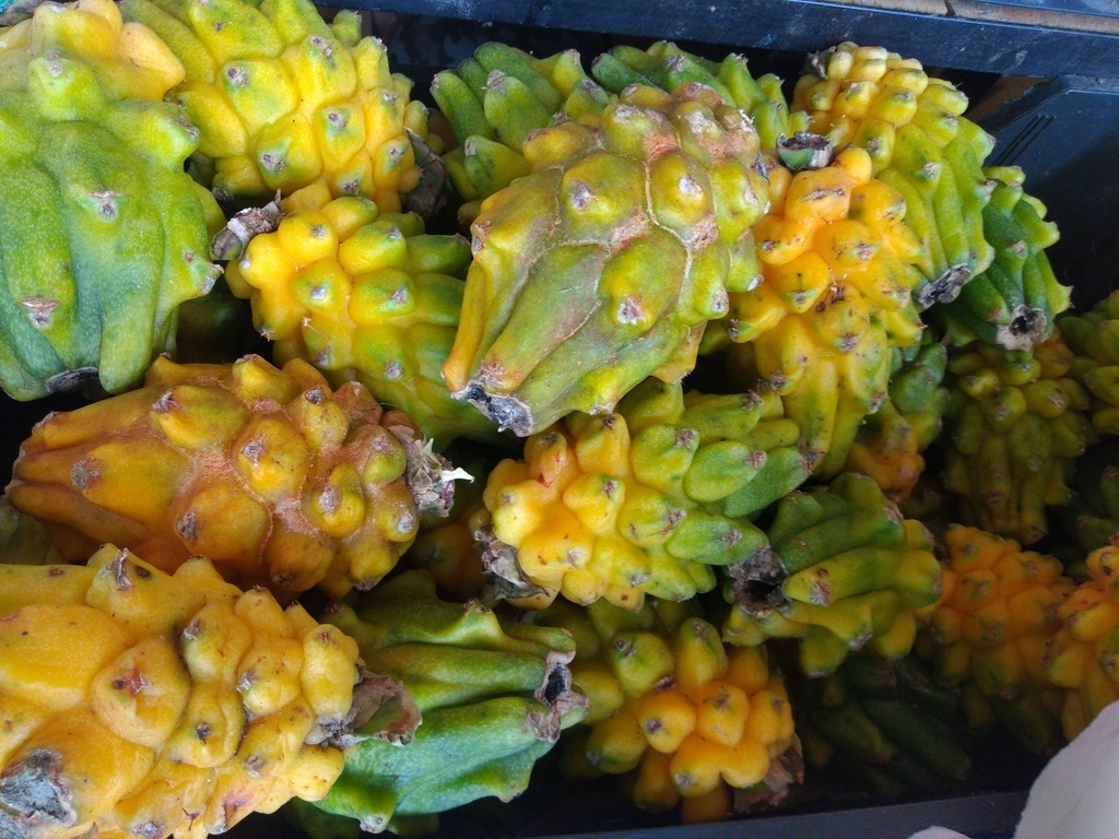 Pitaya