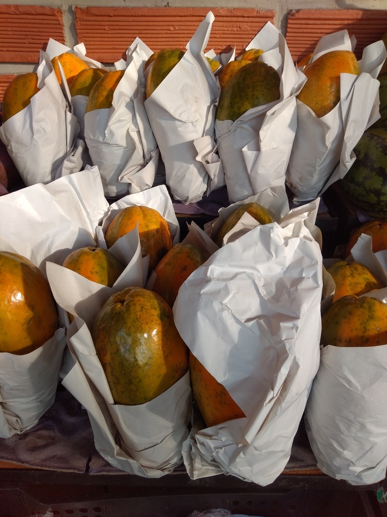 Papaya maradol