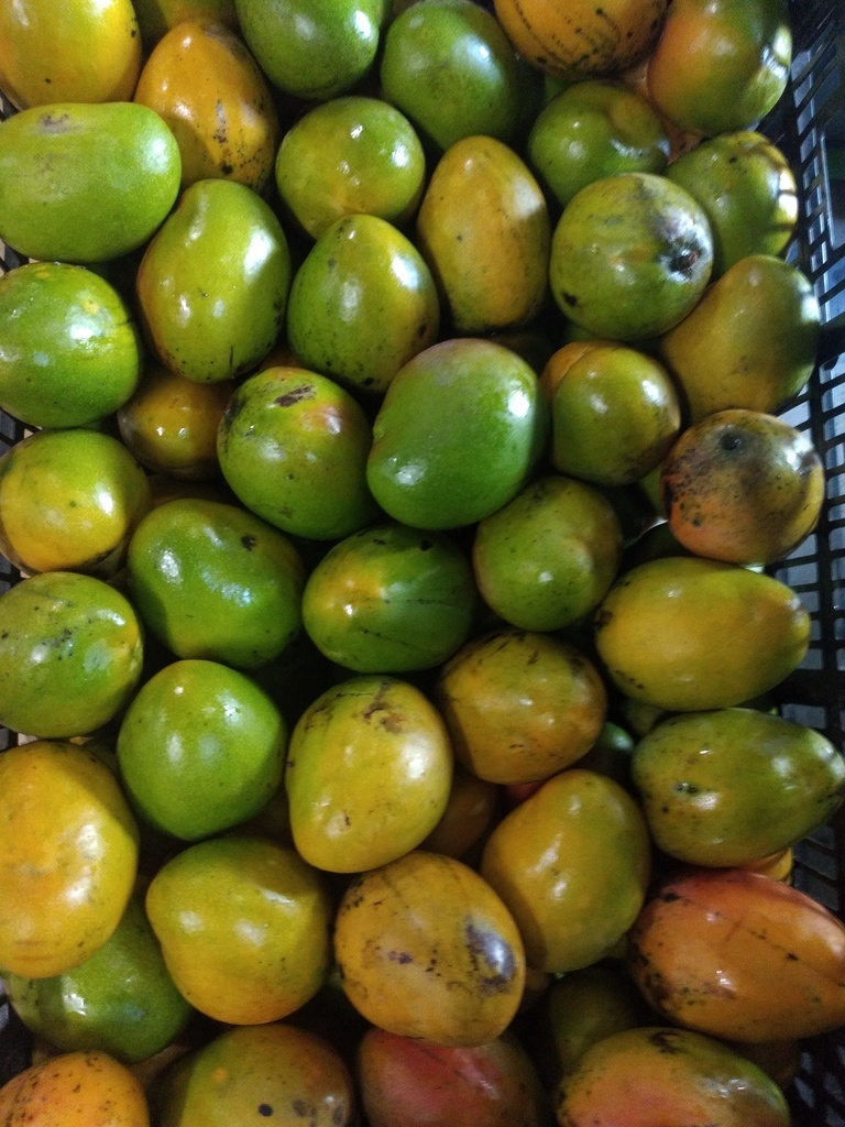 Mango criollo