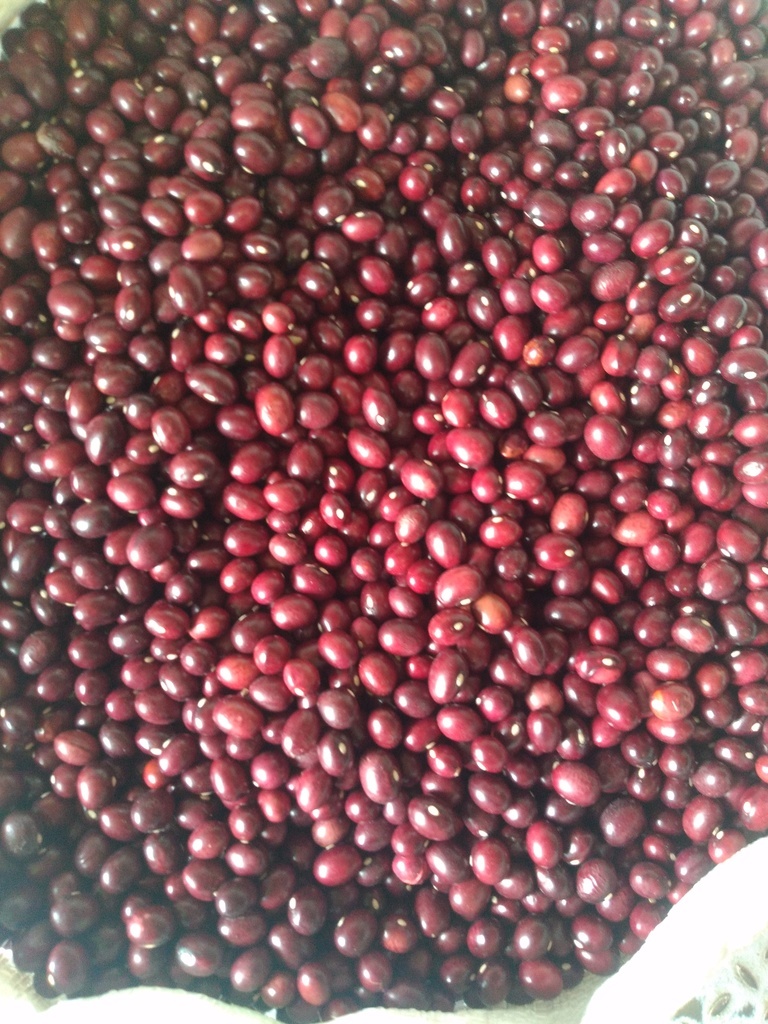 Frijol bola roja