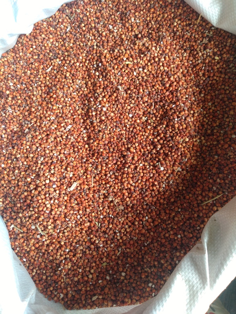 Sorgo