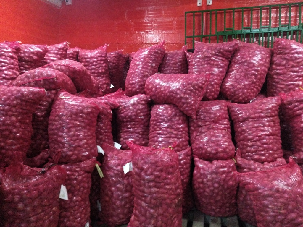 Cebolla roja bulto