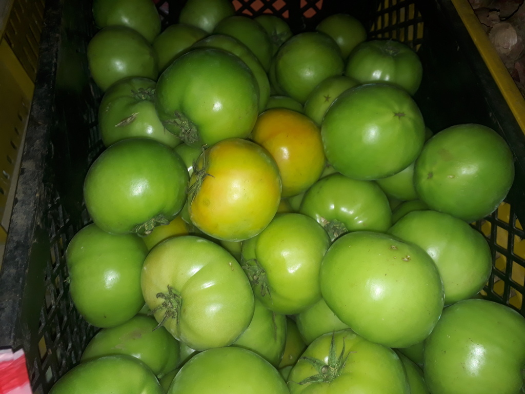 Tómate x25kg