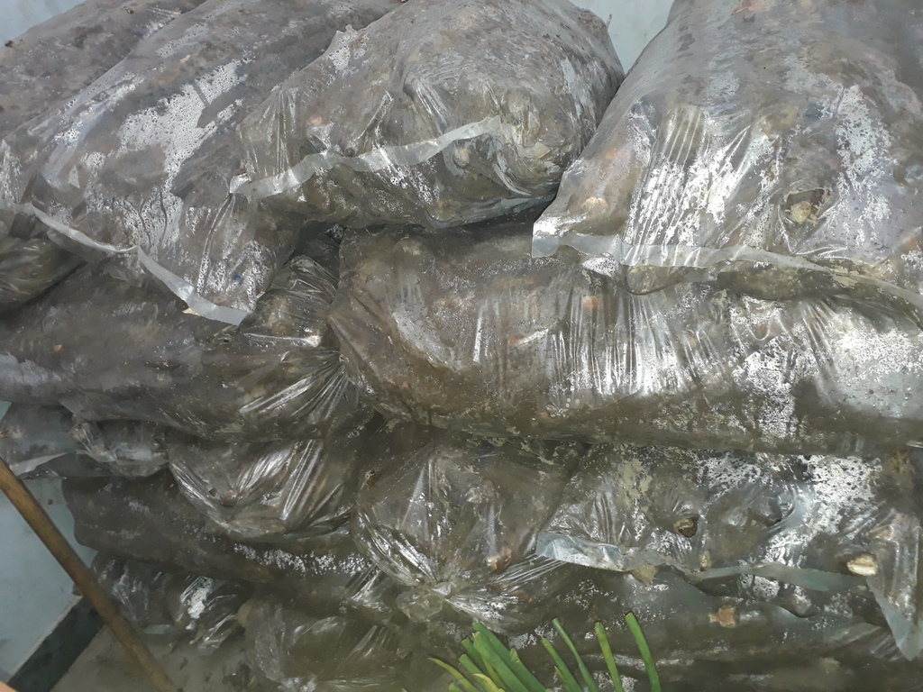 Yuca x40kg