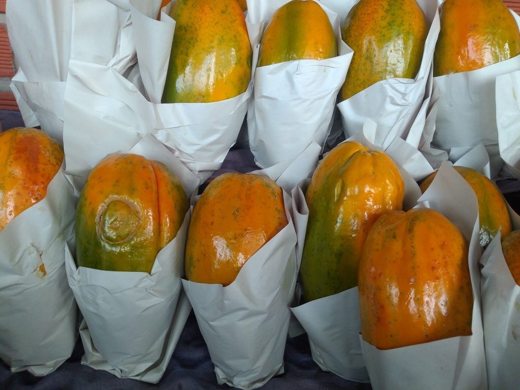 Papaya maradol