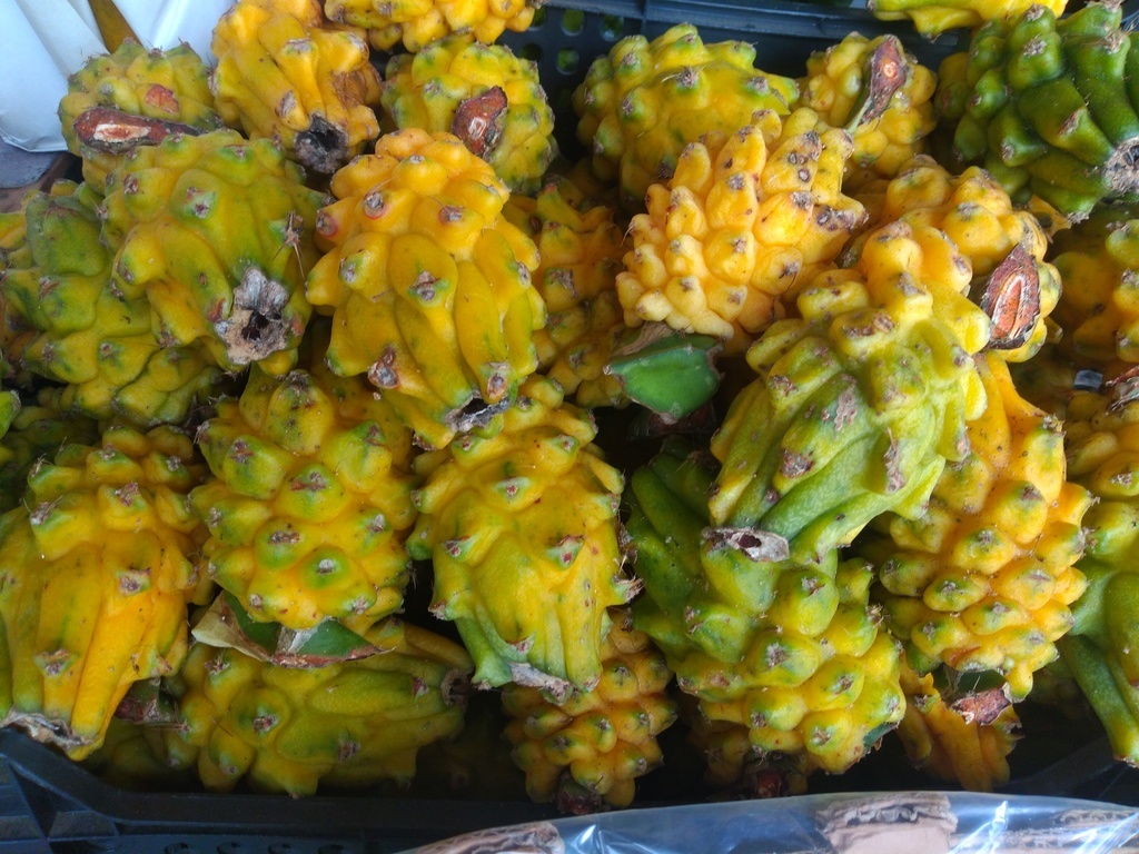 Pitaya