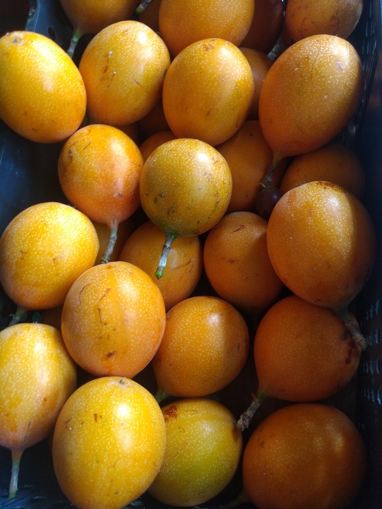 Granadilla