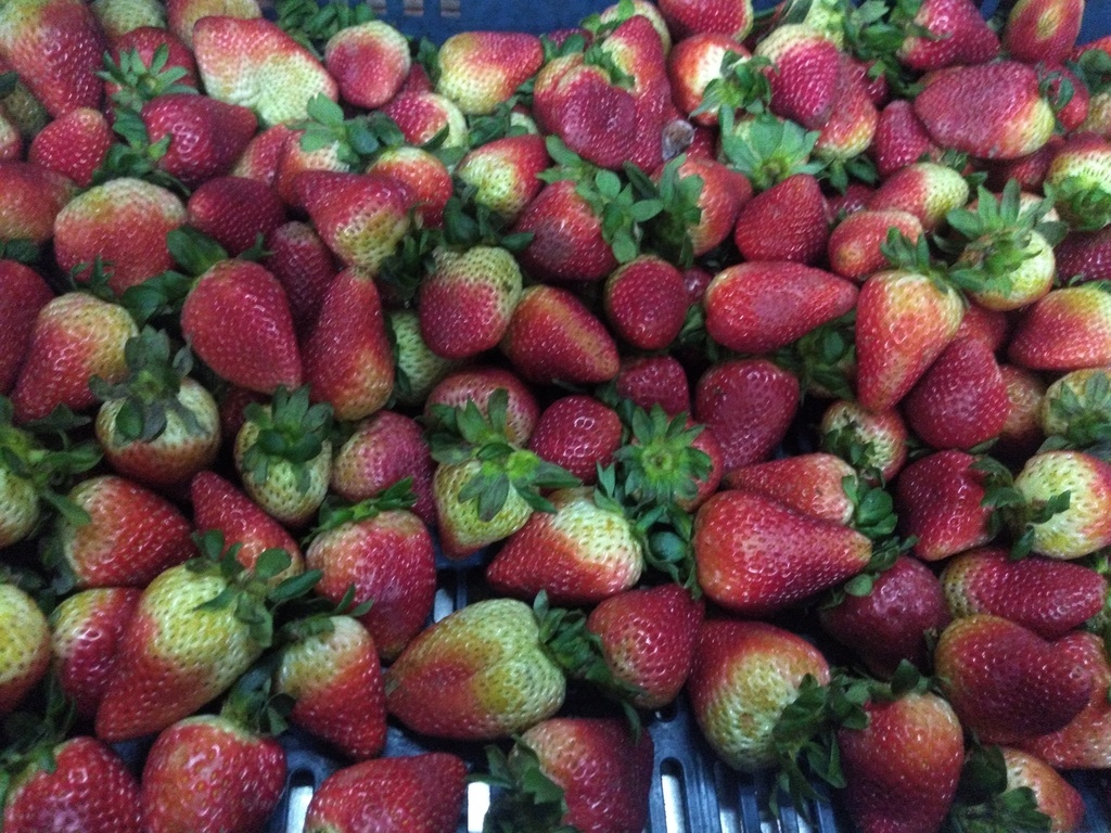 Fresa jumbo
