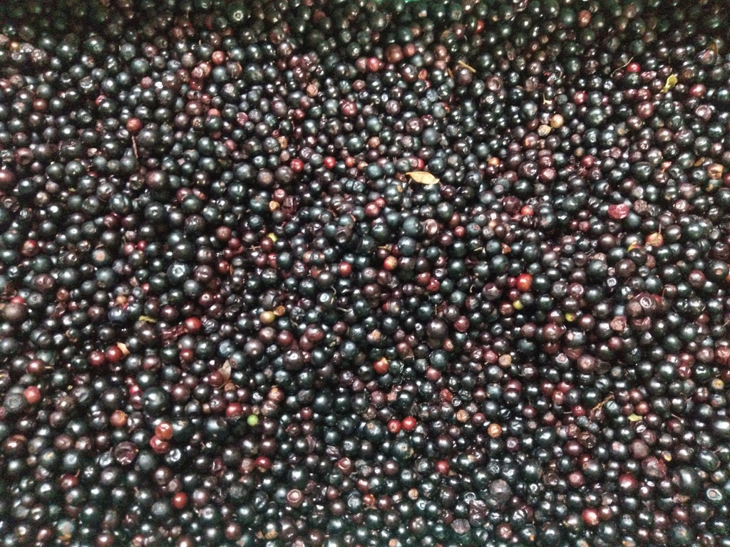 Agraz