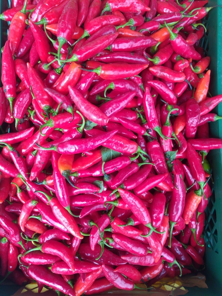 Chile de árbol