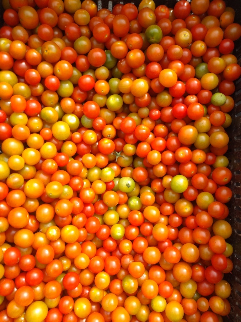 Tomate Cherry