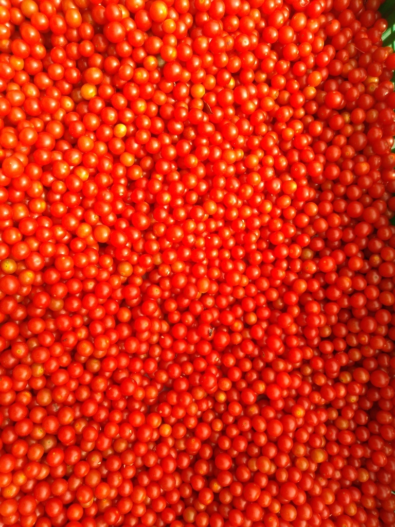 Tomate perla