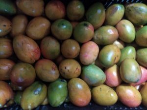 Mango criollo