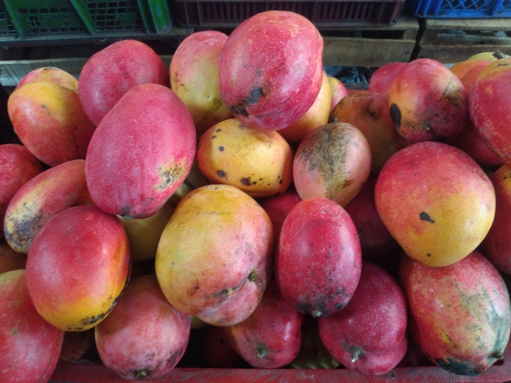 Mango manzano