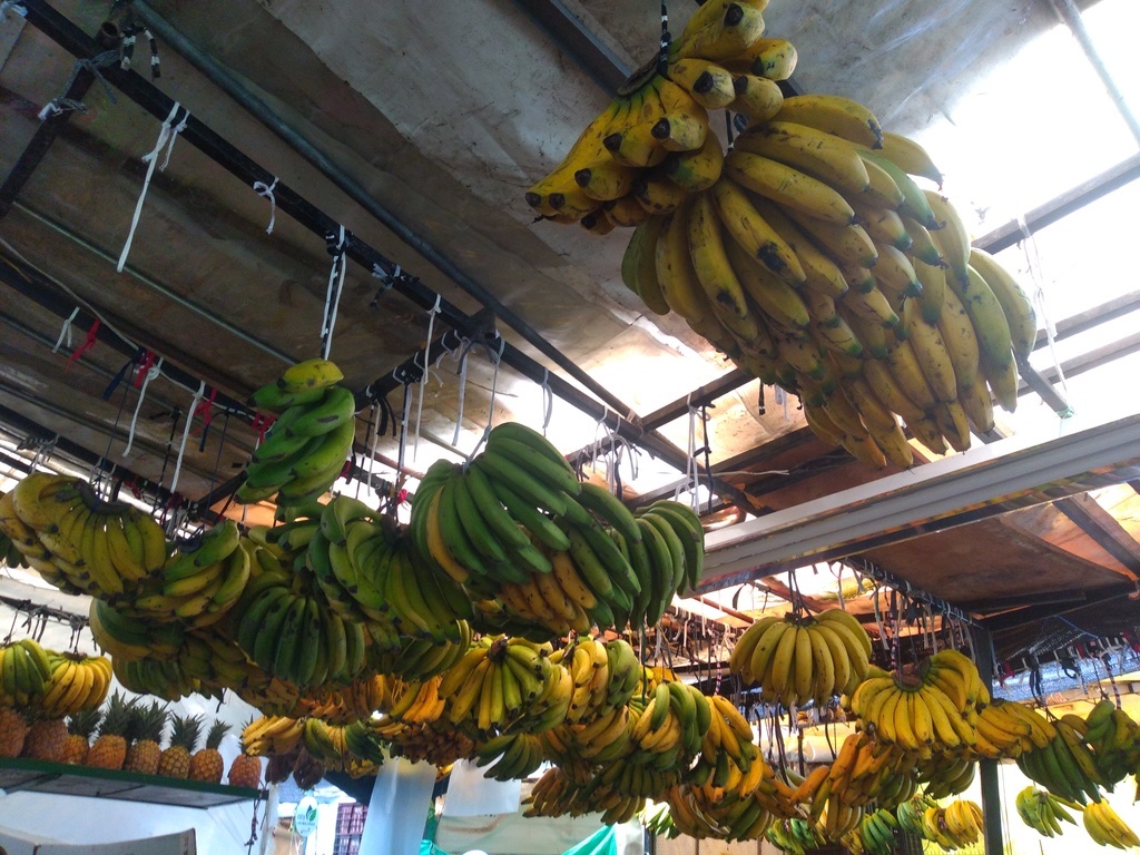 Banano criollo