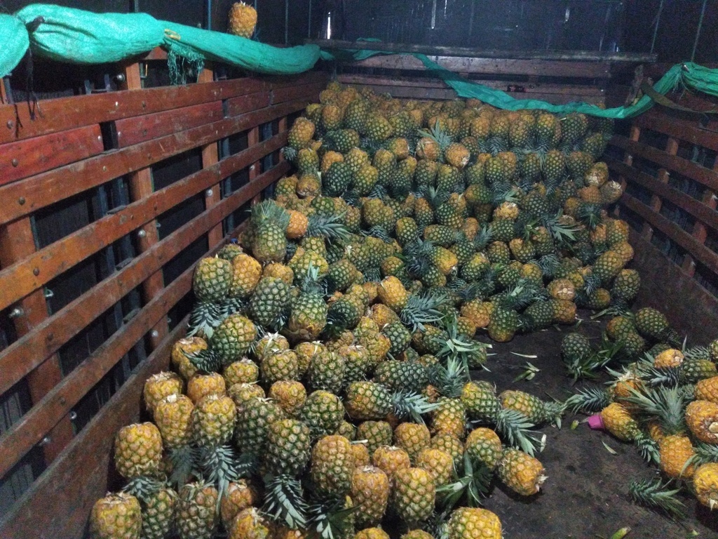 Piña oromiel