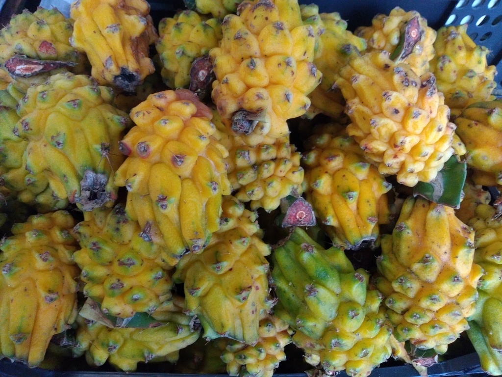 Pitaya