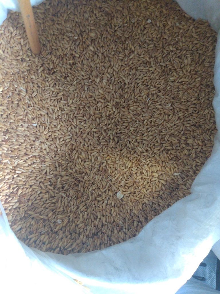 Avena integral