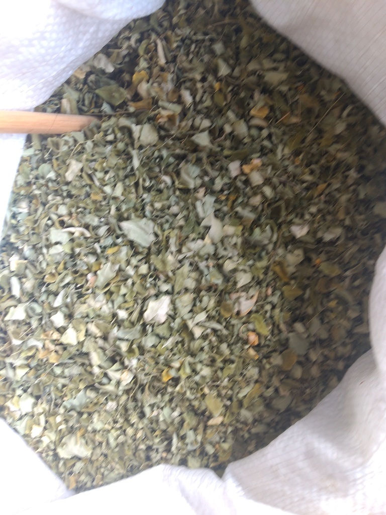 Moringa