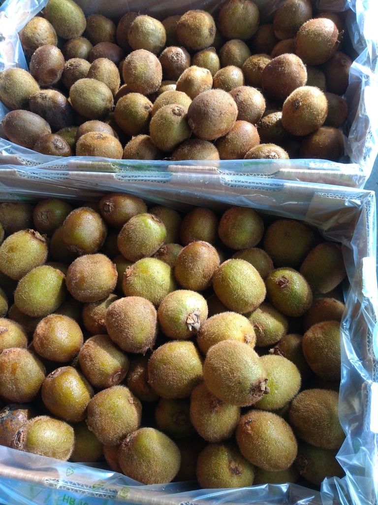 Kiwi