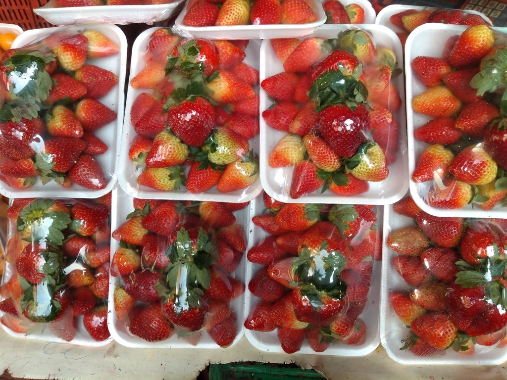 Fresa bandeja