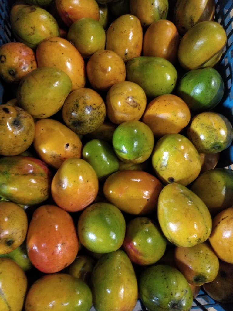 Mango criollo