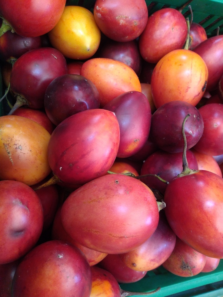 Tomate de árbol injerto