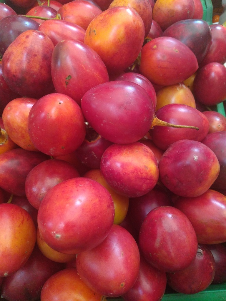 Tomate de árbol injerto