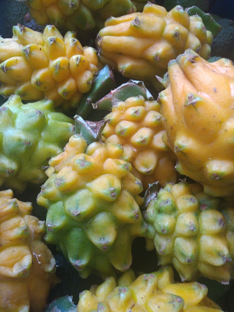 Pitaya