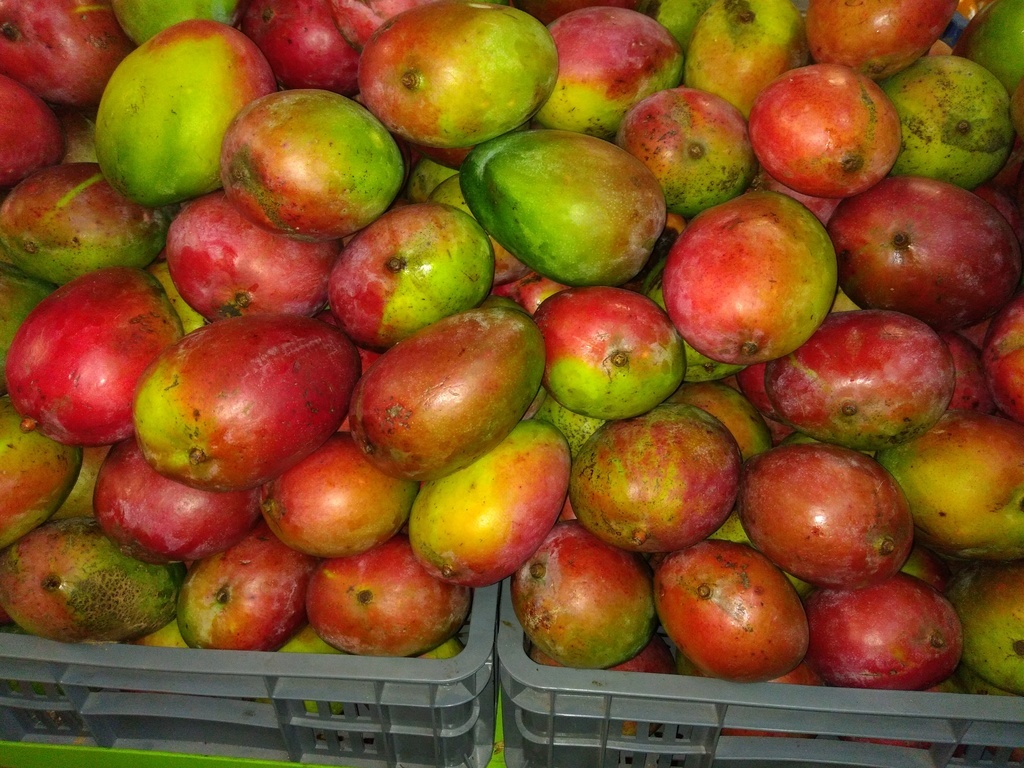 Mango farchi