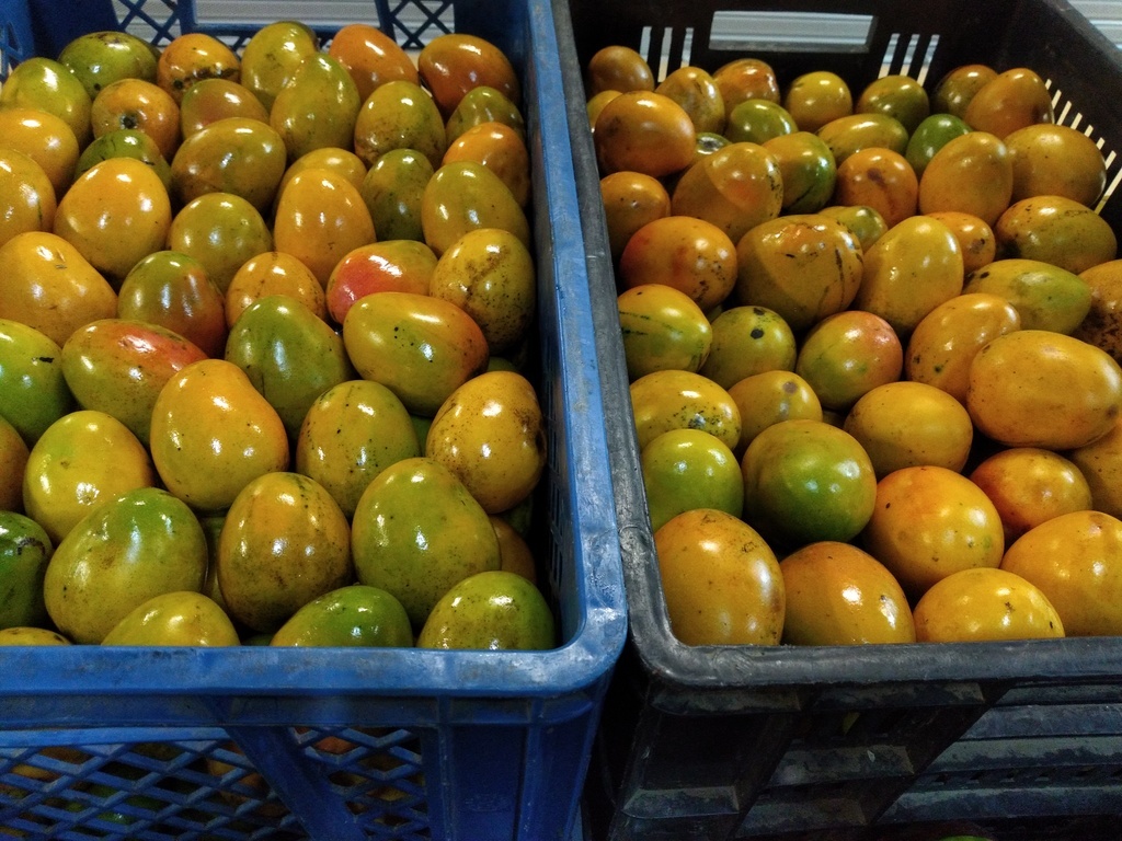 Mango criollo