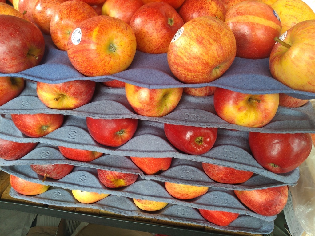 Manzana gala