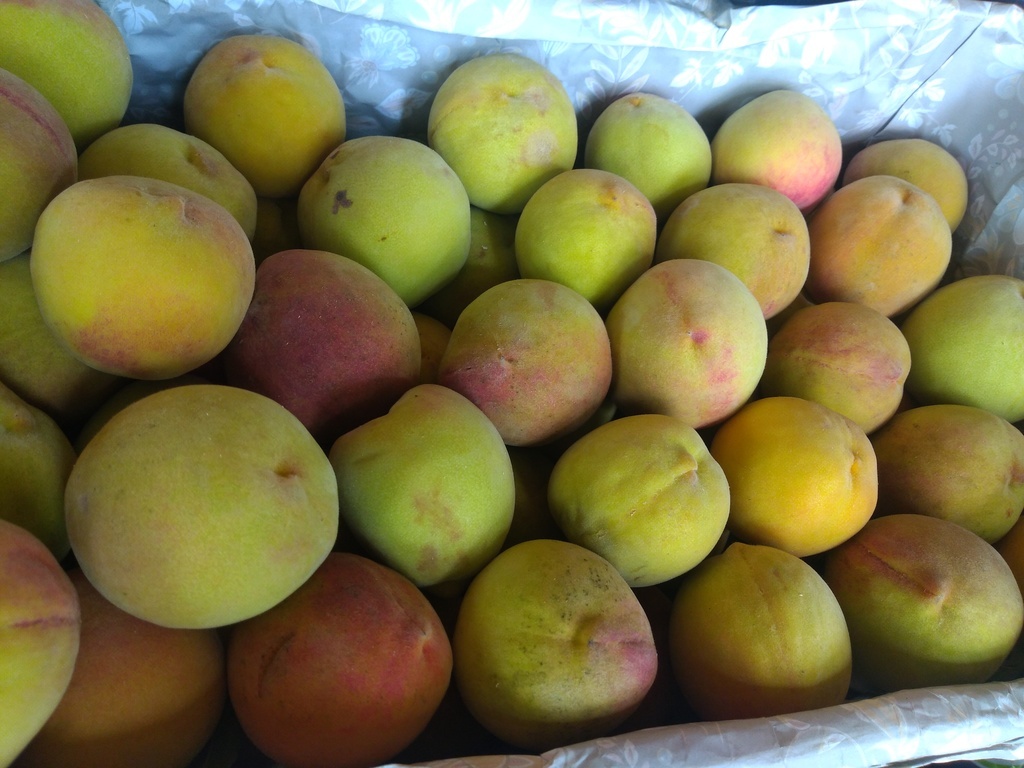 Durazno criollo