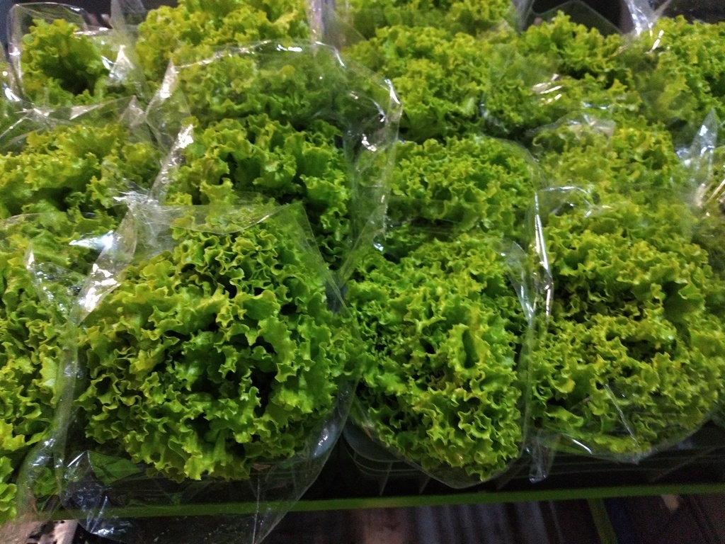 Lechuga crespa