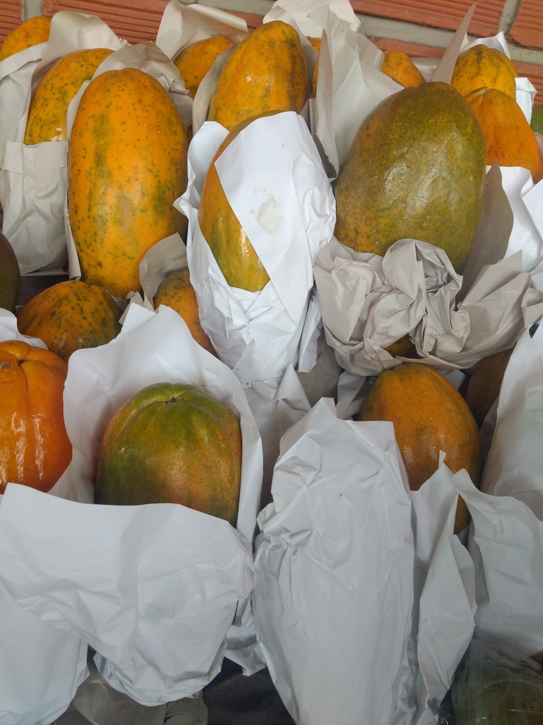 Papaya maradol