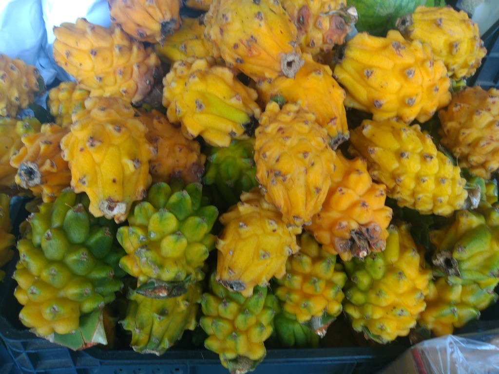 Pitaya